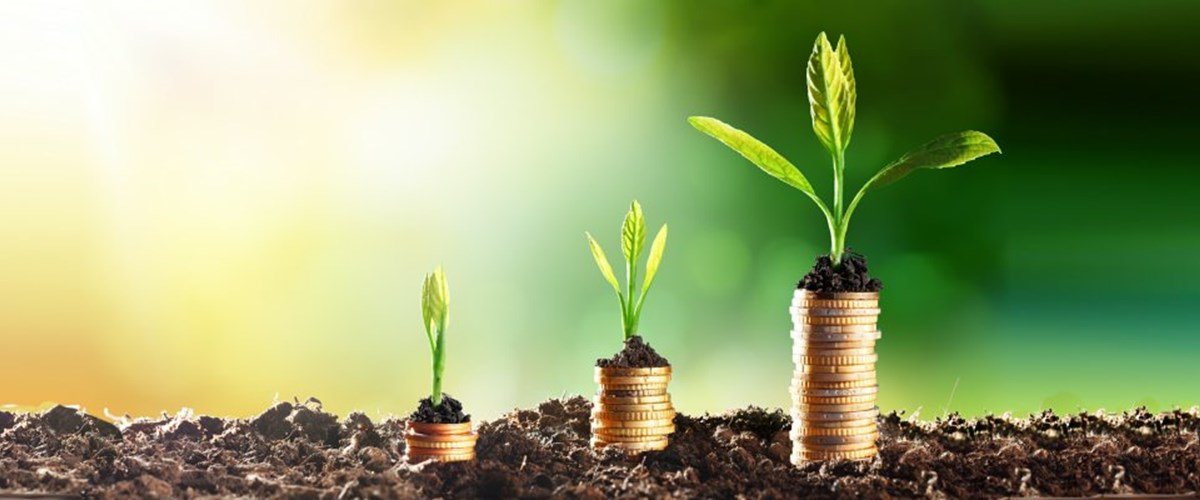 Money with leaves growing out
