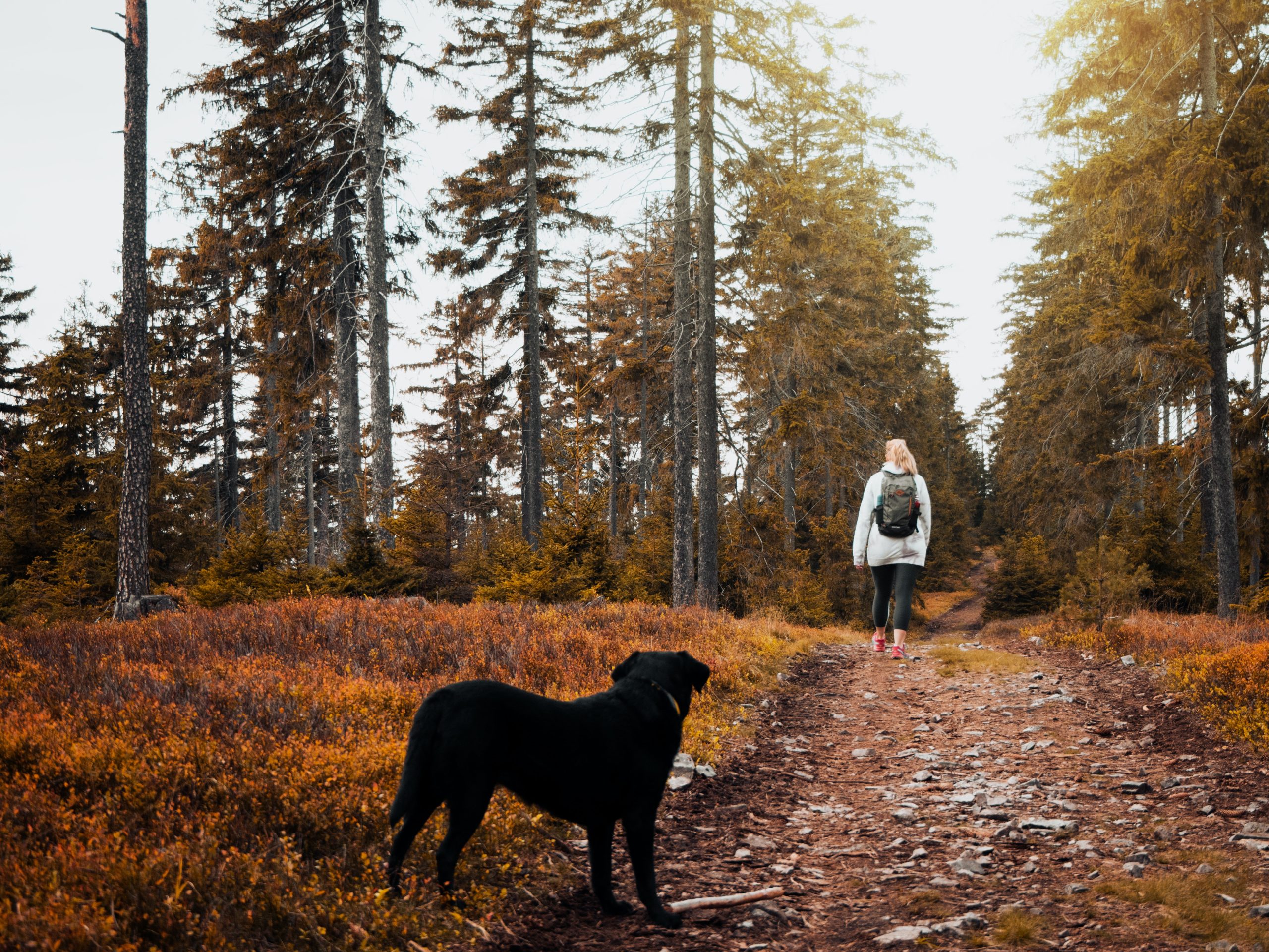 Dog and person in the woods